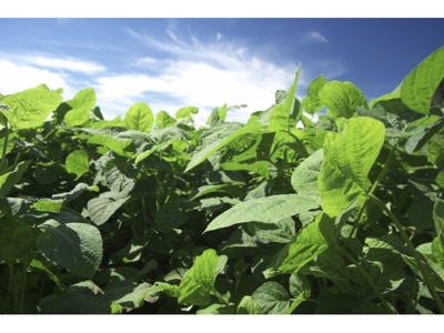 220+/- Acres Genesee County- Online Only Auction featured photo