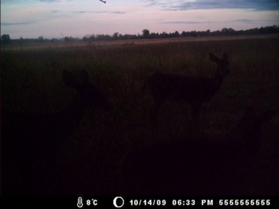 Hog Island Deer Ranch, Bancroft, Michigan featured photo 7