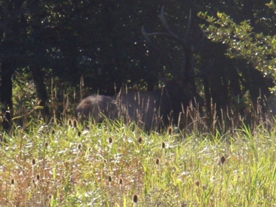 Hog Island Deer Ranch, Bancroft, Michigan featured photo 5