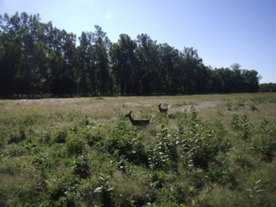 Hog Island Deer Ranch, Bancroft, Michigan featured photo 3