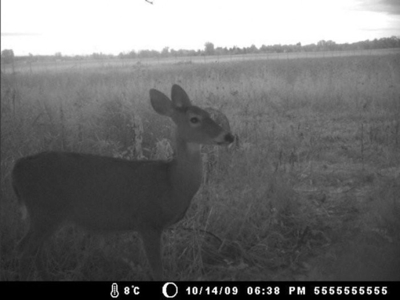 Hog Island Deer Ranch, Bancroft, Michigan featured photo 8
