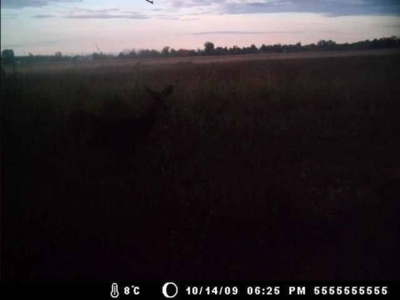 Hog Island Deer Ranch, Bancroft, Michigan featured photo 6