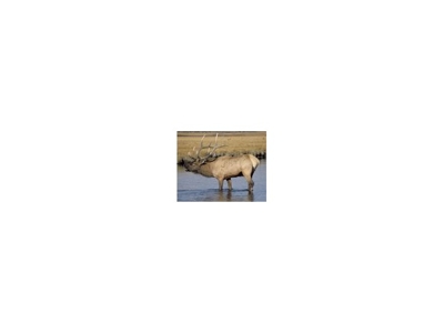 Hog Island Deer Ranch, Bancroft, Michigan featured photo 1