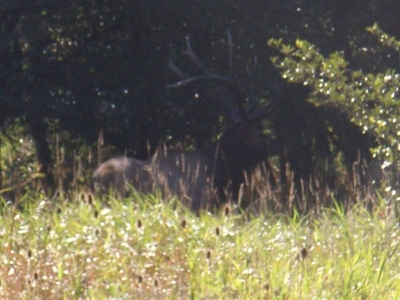 Hog Island Deer Ranch, Bancroft, Michigan featured photo 4
