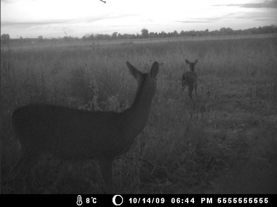Hog Island Deer Ranch, Bancroft, Michigan featured photo 9