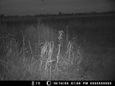 Hog Island Deer Ranch, Bancroft, Michigan featured photo 12