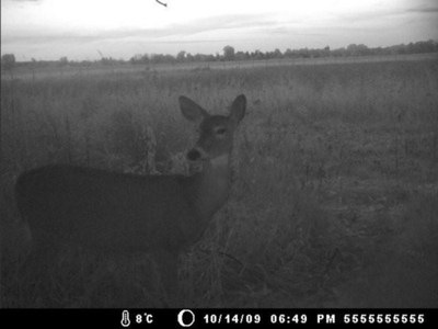 Hog Island Deer Ranch, Bancroft, Michigan featured photo 10