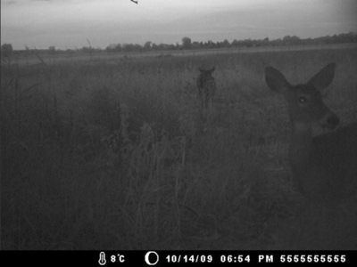 Hog Island Deer Ranch, Bancroft, Michigan featured photo 11