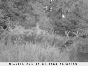 58 Acre Land Auction, Mt Pleasant, MI featured photo 3