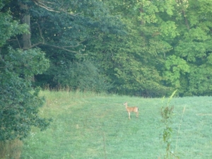 58 Acre Land Auction, Mt Pleasant, MI featured photo 5