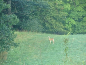 58 Acre Land Auction, Mt Pleasant, MI featured photo 6