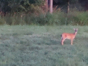 58 Acre Land Auction, Mt Pleasant, MI featured photo 11