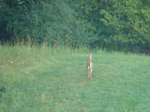 58 Acre Land Auction, Mt Pleasant, MI featured photo 7