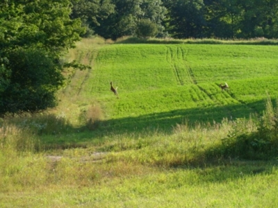 58 Acre Land Auction, Mt Pleasant, MI featured photo 10