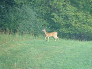 58 Acre Land Auction, Mt Pleasant, MI featured photo 8