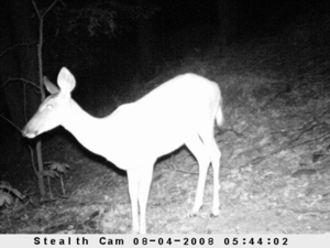 58 Acre Land Auction, Mt Pleasant, MI featured photo 9