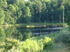 58 Acre Land Auction, Mt Pleasant, MI featured photo 14