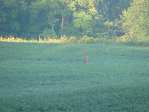 58 Acre Land Auction, Mt Pleasant, MI featured photo 19