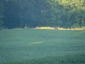 58 Acre Land Auction, Mt Pleasant, MI featured photo 20