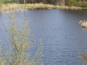 58 Acre Land Auction, Mt Pleasant, MI featured photo 24