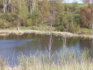 58 Acre Land Auction, Mt Pleasant, MI featured photo 31