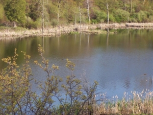 58 Acre Land Auction, Mt Pleasant, MI featured photo 35