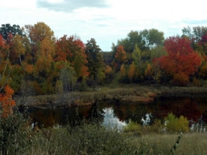 58 Acre Land Auction, Mt Pleasant, MI featured photo 44