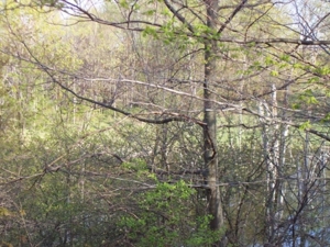 58 Acre Land Auction, Mt Pleasant, MI featured photo 40