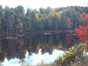 58 Acre Land Auction, Mt Pleasant, MI featured photo 42