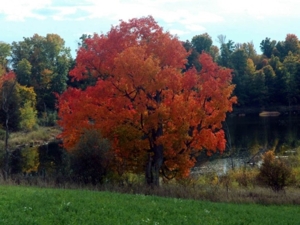 58 Acre Land Auction, Mt Pleasant, MI featured photo 46