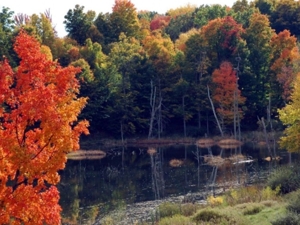 58 Acre Land Auction, Mt Pleasant, MI featured photo 49