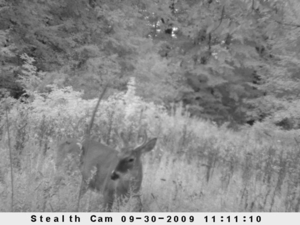 58 Acre Land Auction, Mt Pleasant, MI featured photo 56