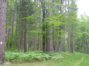 Vanderbilt Land Auction--160 Acres featured photo 6