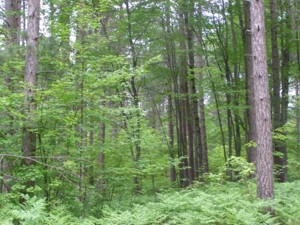 Vanderbilt Land Auction--160 Acres featured photo 7