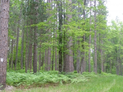 Vanderbilt Land Auction--160 Acres featured photo 11
