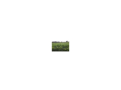 PP&G, Corunna, MI 48817 featured photo 2