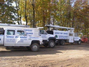Express Tree Service featured photo 16