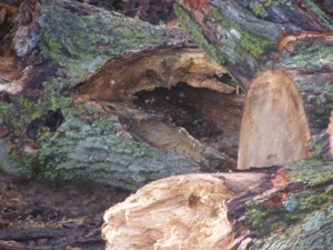 Express Tree Service featured photo 67