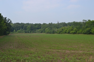 80A offered in 2 Tracts, Beard Rd, Shiawassee County featured photo 5