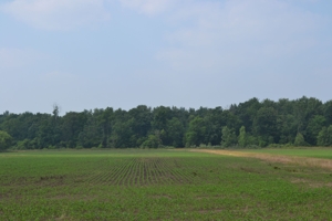 80A offered in 2 Tracts, Beard Rd, Shiawassee County featured photo 7