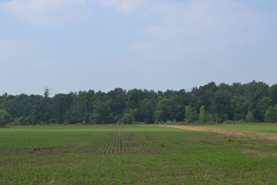 80A offered in 2 Tracts, Beard Rd, Shiawassee County featured photo 7