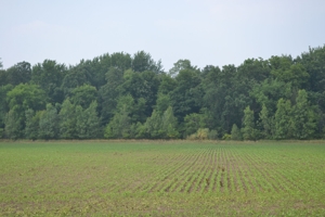 80A offered in 2 Tracts, Beard Rd, Shiawassee County featured photo 2