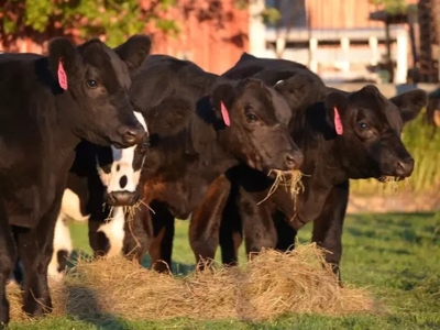 Five Star Cattle Sale featured photo