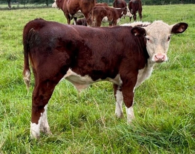27th Annual Registered Polled Hereford Classic Sale featured photo 3