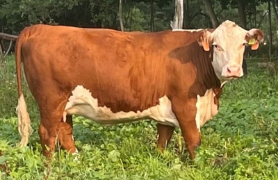27th Annual Registered Polled Hereford Classic Sale featured photo 4