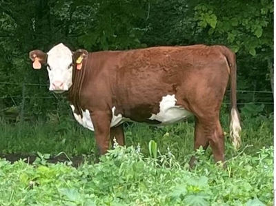 27th Annual Registered Polled Hereford Classic Sale featured photo 5