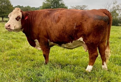 27th Annual Registered Polled Hereford Classic Sale featured photo 6