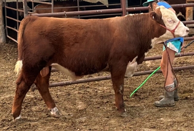 27th Annual Registered Polled Hereford Classic Sale featured photo 9