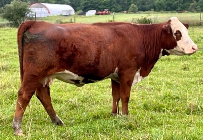 27th Annual Registered Polled Hereford Classic Sale featured photo 11