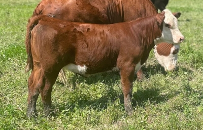 27th Annual Registered Polled Hereford Classic Sale featured photo 10